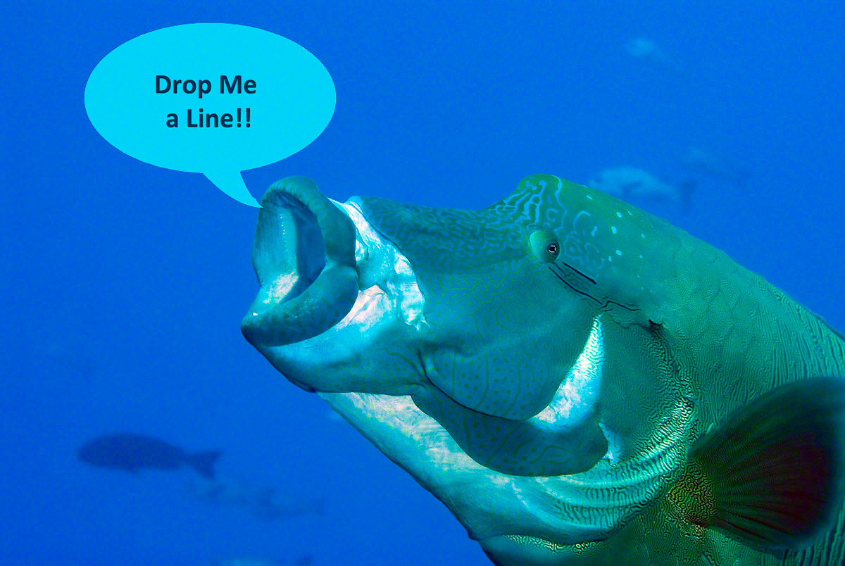 Drop Me a Line