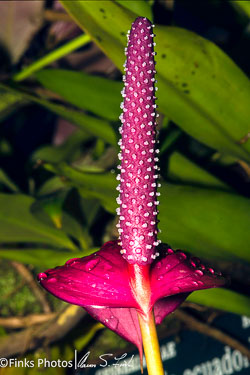 Nature Photography