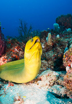 Underwater Photography