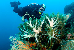 Banda Sea