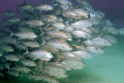 Cabo Pulmo