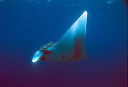 Eastern Pacific