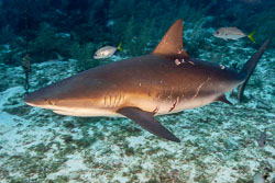 Grand Cayman Grand Cayman