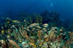 Grand Cayman