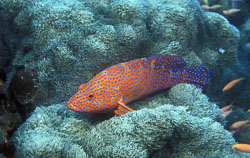Kimbe Bay