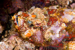 Komodo Below