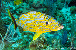 Little Cayman