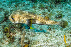 Little Cayman Little Cayman