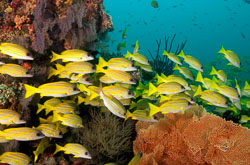 Maldives