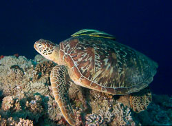 Palau