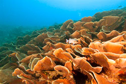 Palau Palau