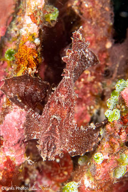 Papua New Guinea II - the Witu Islands