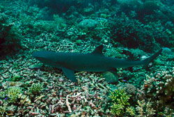 Philippines