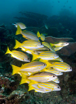 Raja Ampat 2015 Raja Ampat 2015
