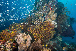 Raja Ampat 2015