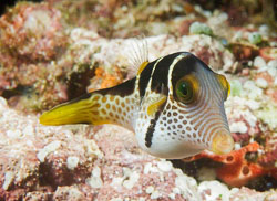 Raja Ampat Raja Ampat