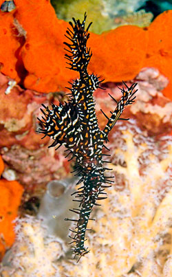 Raja Ampat