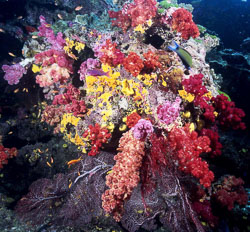 Indian and South Pacific Oceans Indian and South Pacific Oceans
